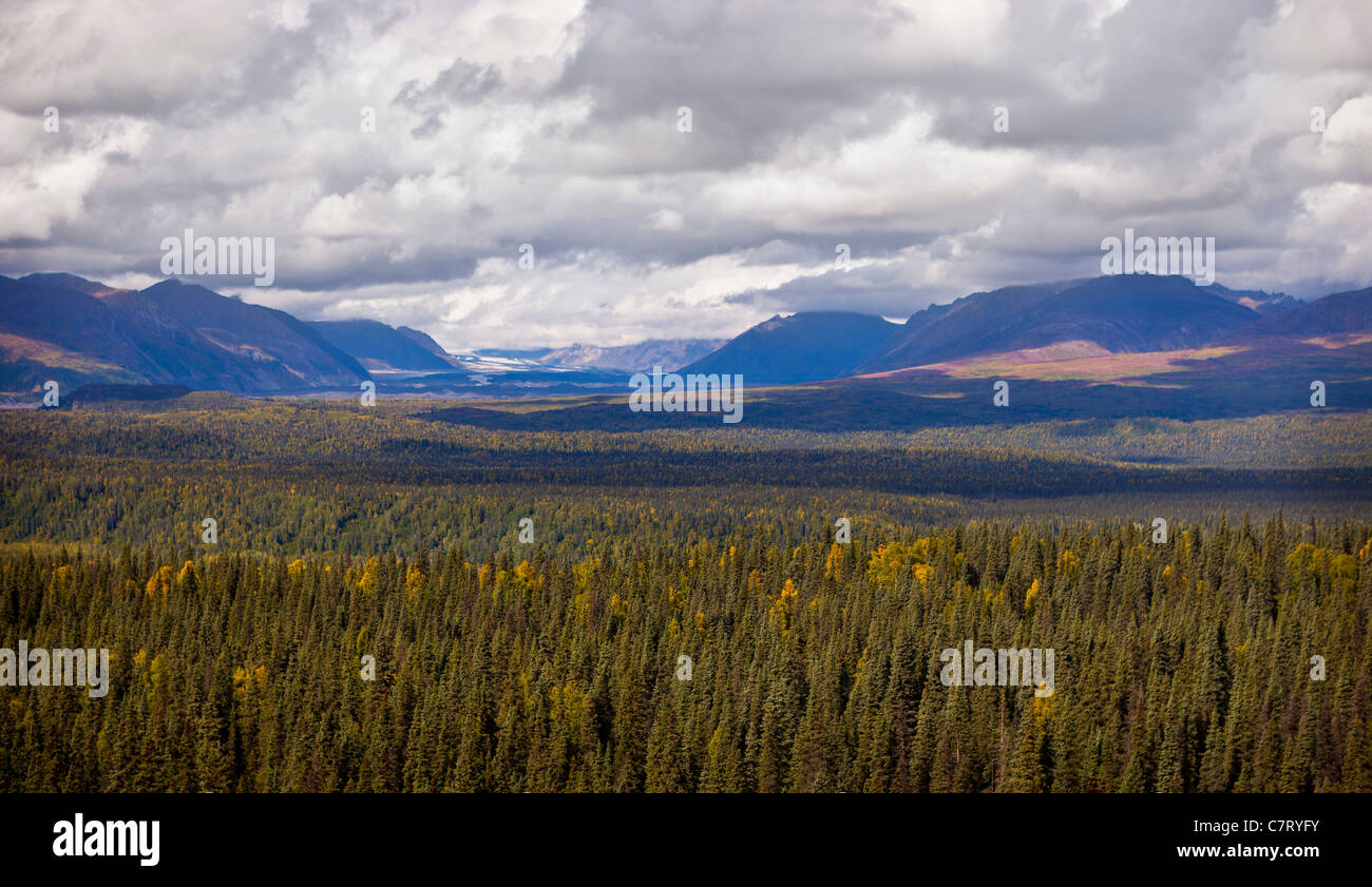 DENALI STATE PARK, ALASKA, USA - Chulitna RIver valley and forest. Stock Photo