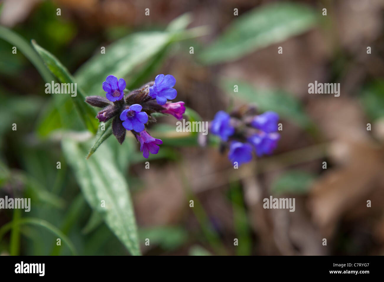blue purple flower plant wild Stock Photo - Alamy