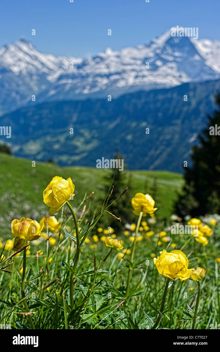 Yellow Trollius Europaeus growing on mountain side in Swiss Alps Stock Photo