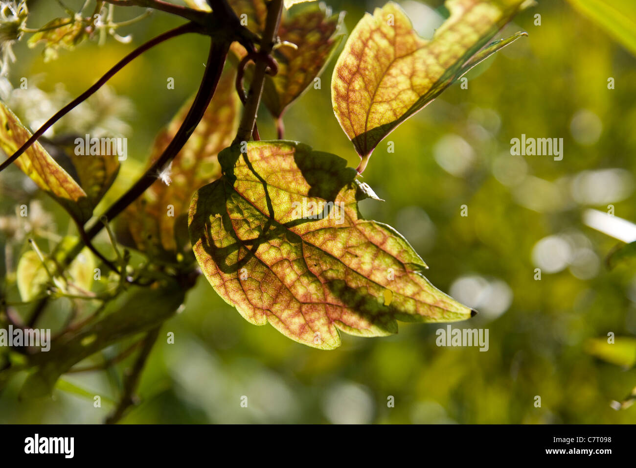 Leaf Detail Stock Photo