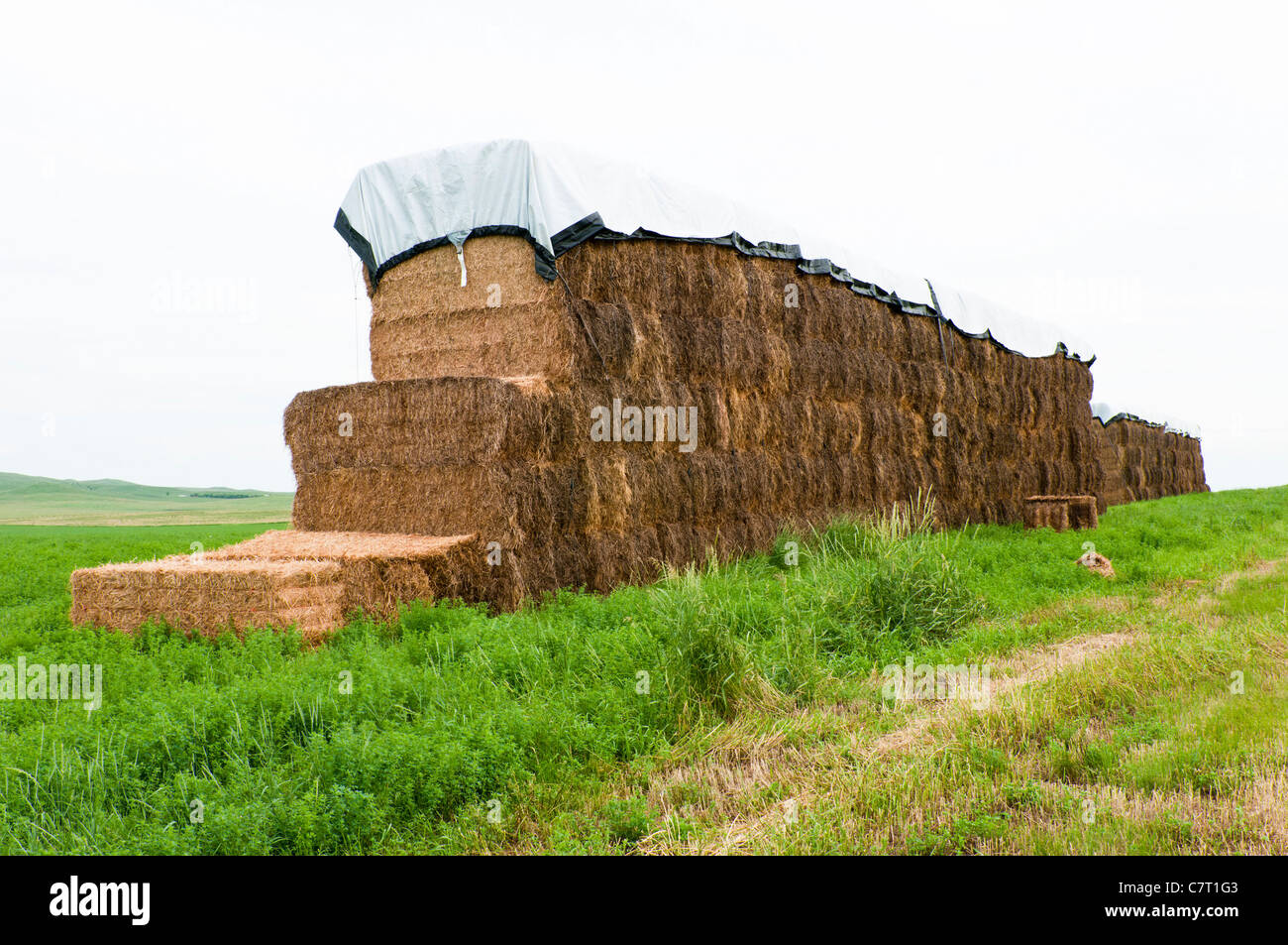 Alfalfa in square bales are stacked and covered for storage in an