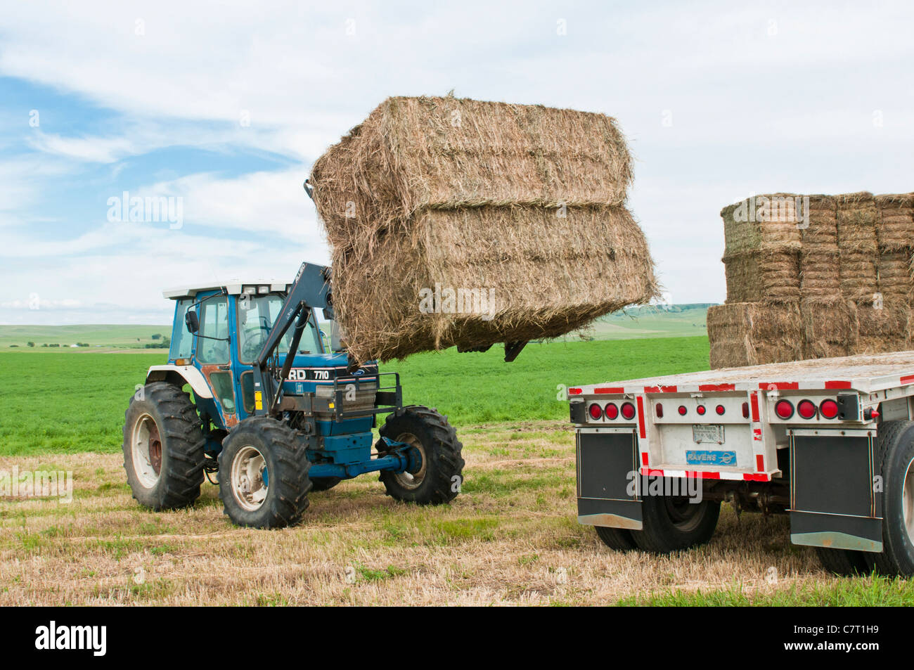 Alfalfa in square bales are stacked for storage in an alfalfa field in