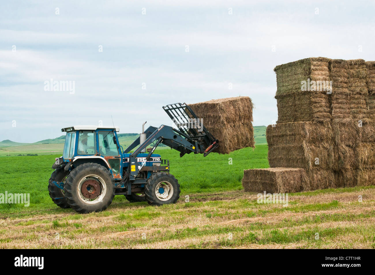 Alfalfa in square bales are stacked for storage in an alfalfa field in