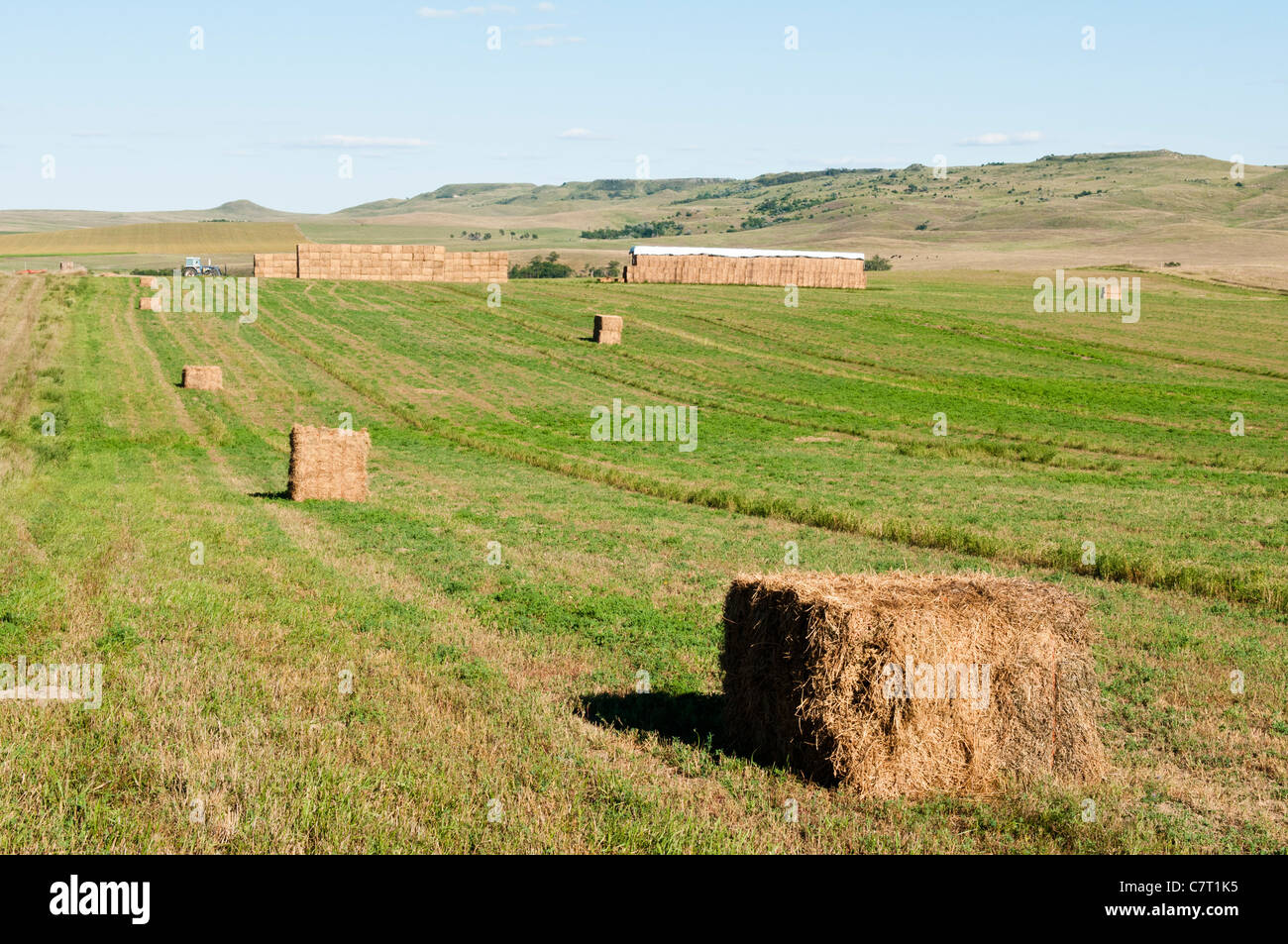 Alfalfa in square bales are stacked for storage in an alfalfa field in South Dakota. Stock Photo