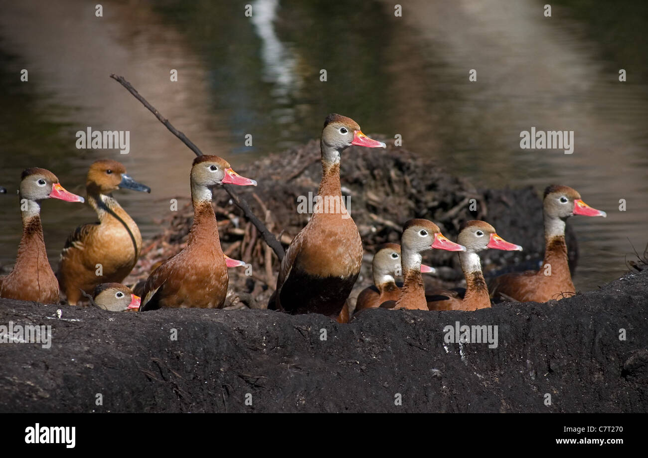 Group of ducks in nest looking the same way Stock Photo