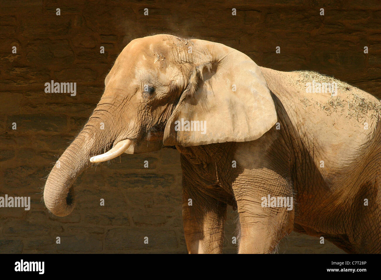 Elephant with tusks at the Philadelphia Pennsylvania zoo Stock Photo