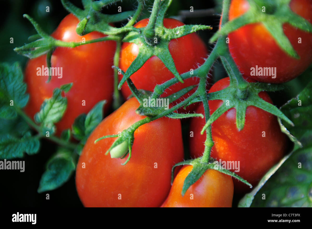 Roma tomato plant hires stock photography and images Alamy