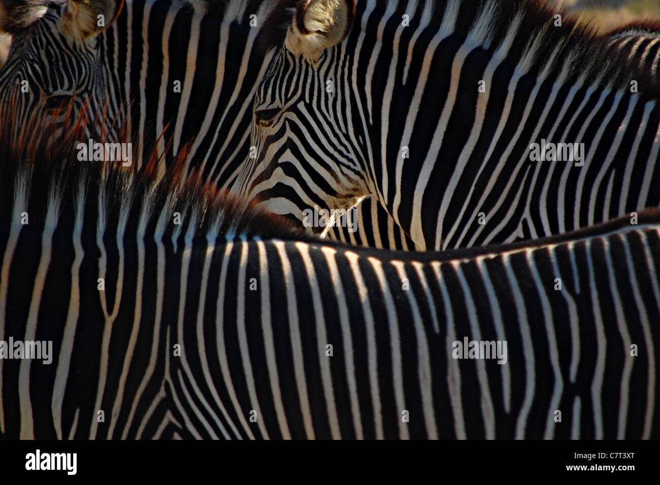 Living desert zoo palm springs hi-res stock photography and images - Alamy
