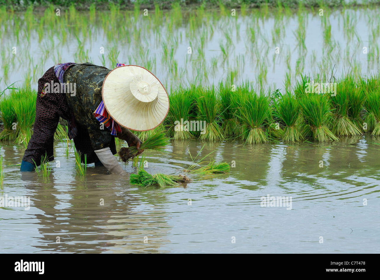 Planting paddy rice field hi-res stock photography and images - Alamy