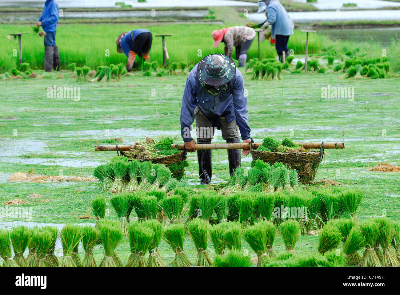 Asia rice farmer hi-res stock photography and images - Alamy