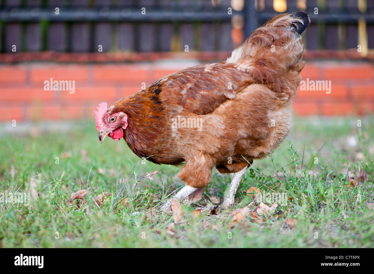 hen scratching in the grass Stock Photo Alamy