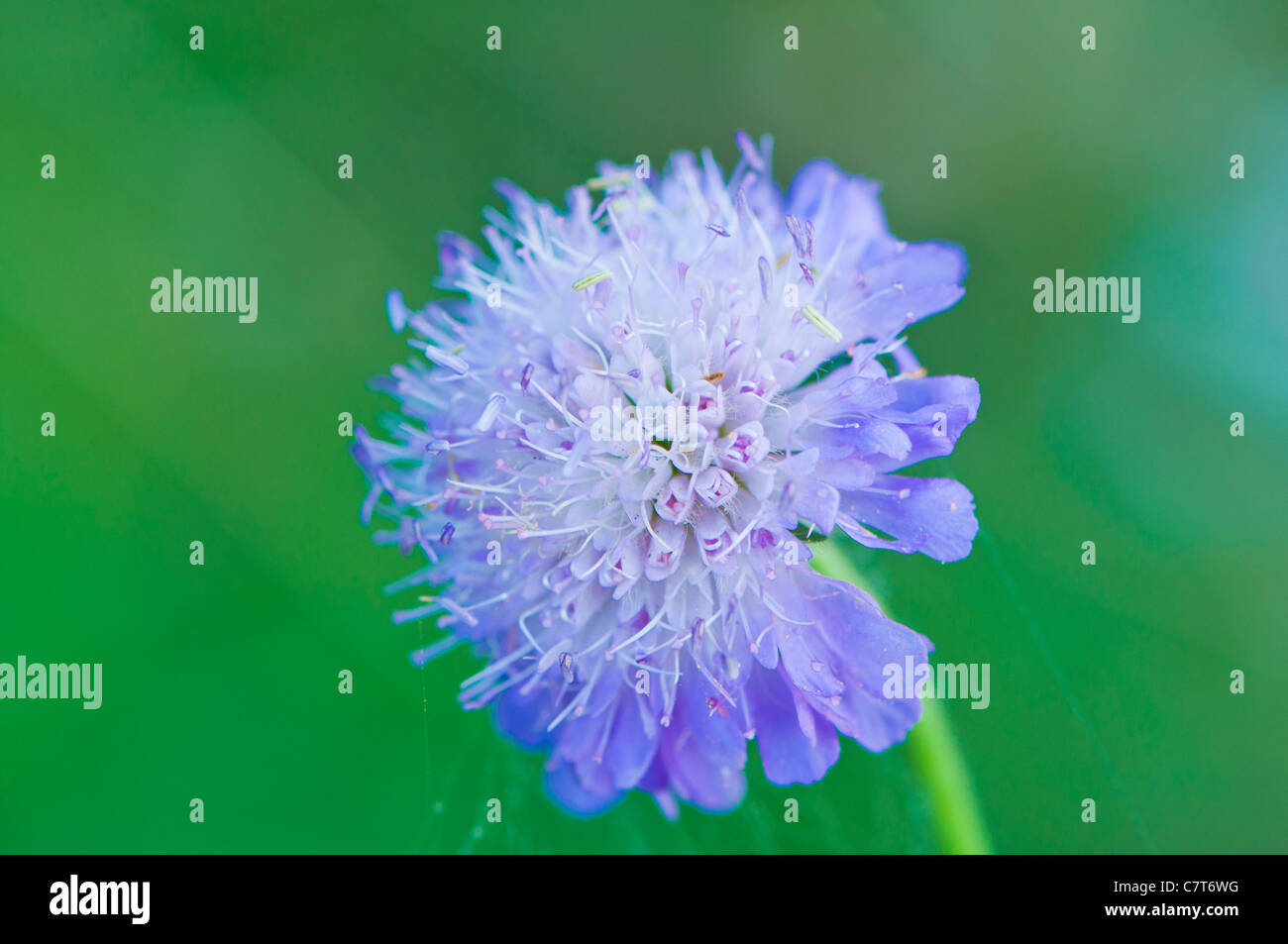 flower of wild garlic Stock Photo Alamy