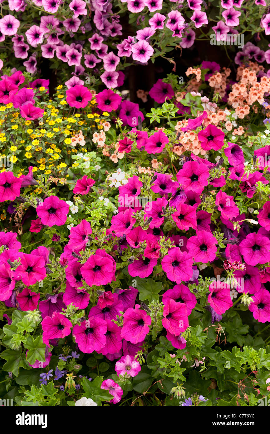 Colorful display of flower blooms bedding plants Stock Photo
