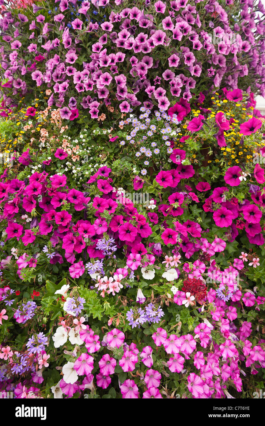Colorful display of flower blooms bedding plants Stock Photo Alamy