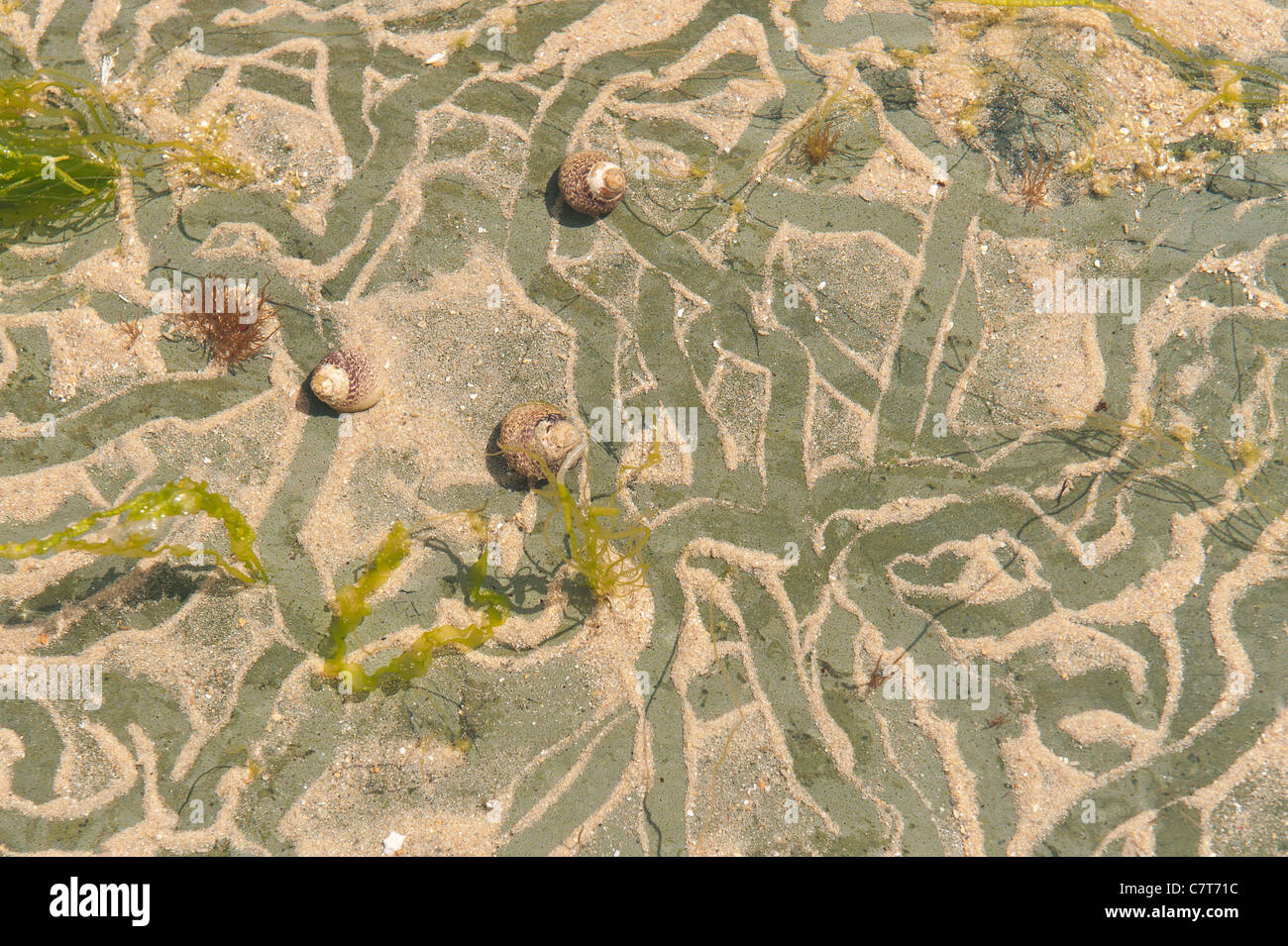 Trails left by winkles in clear rock pools Stock Photo