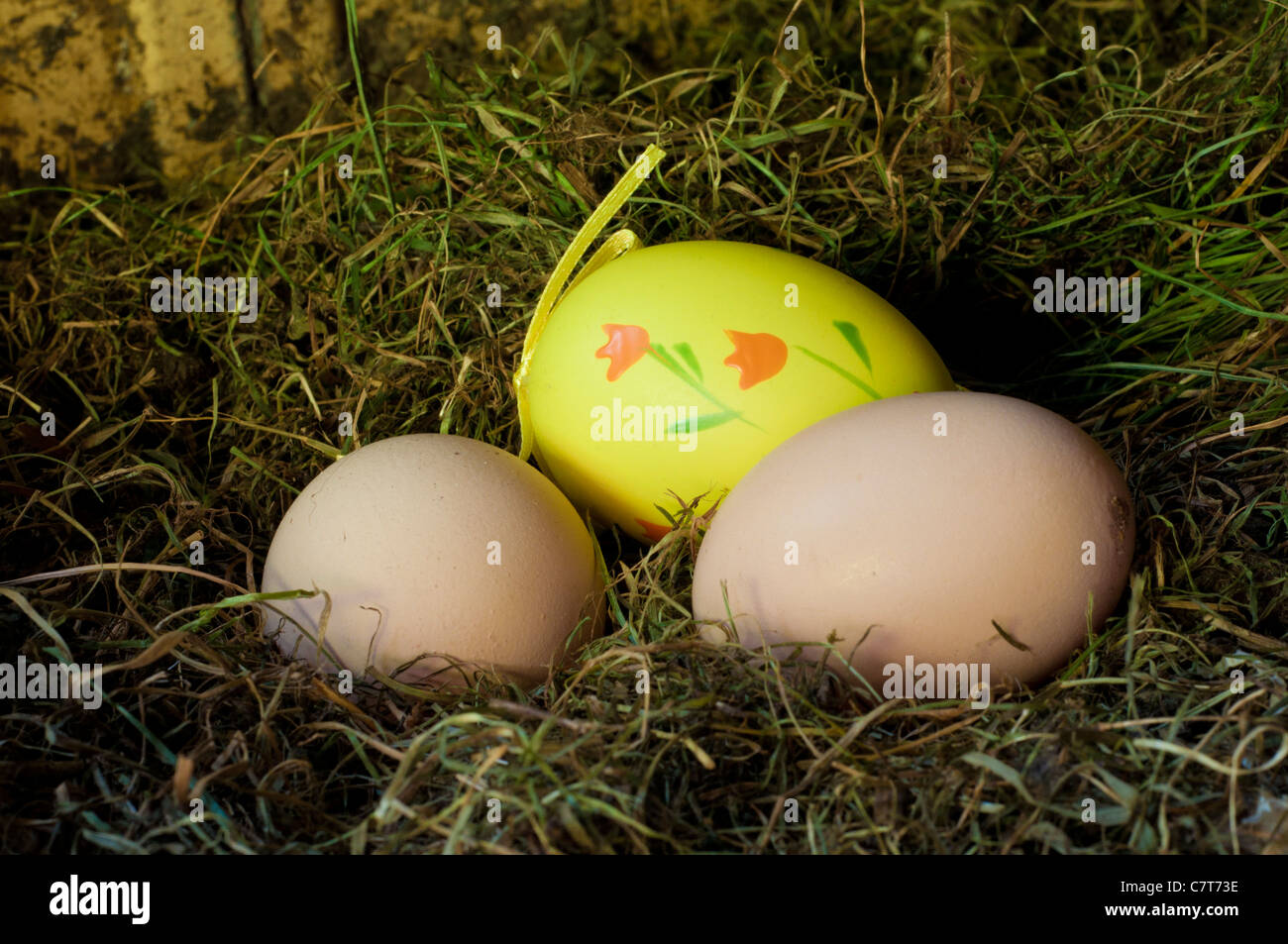 two eggs in the nest Stock Photo Alamy