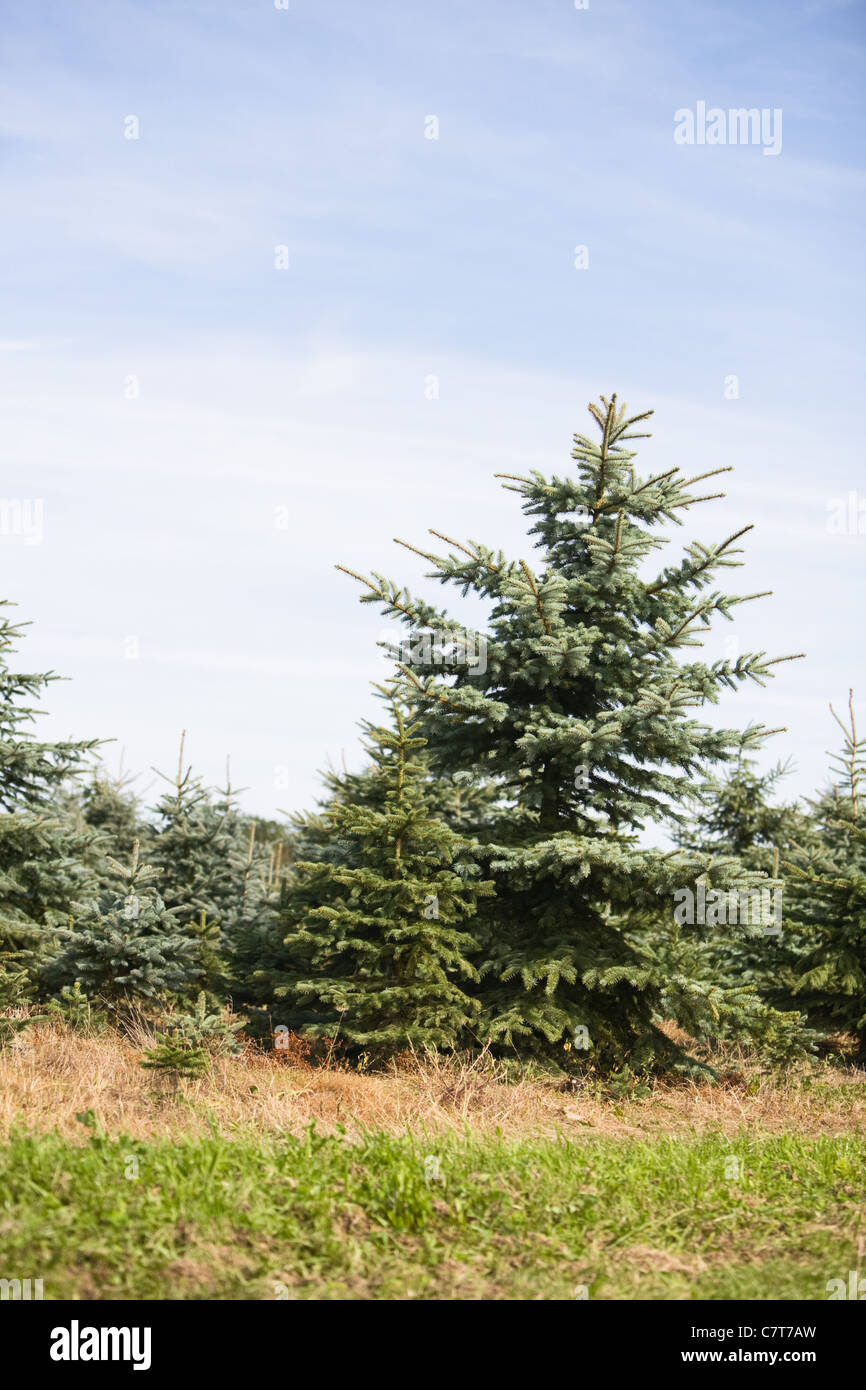 Spruce trees at a Christmas tree farm, Germany Stock Photo Alamy