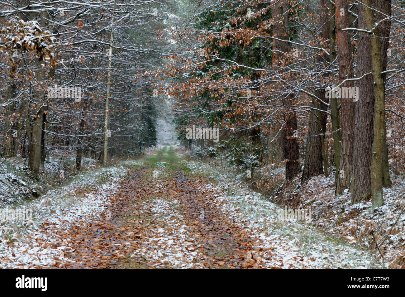 Forest in the winter Stock Photo