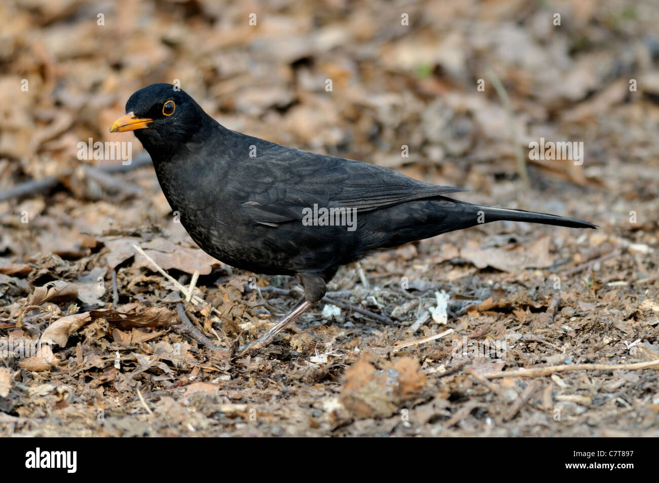 Common blackbird looking for food in the forest Stock Photo