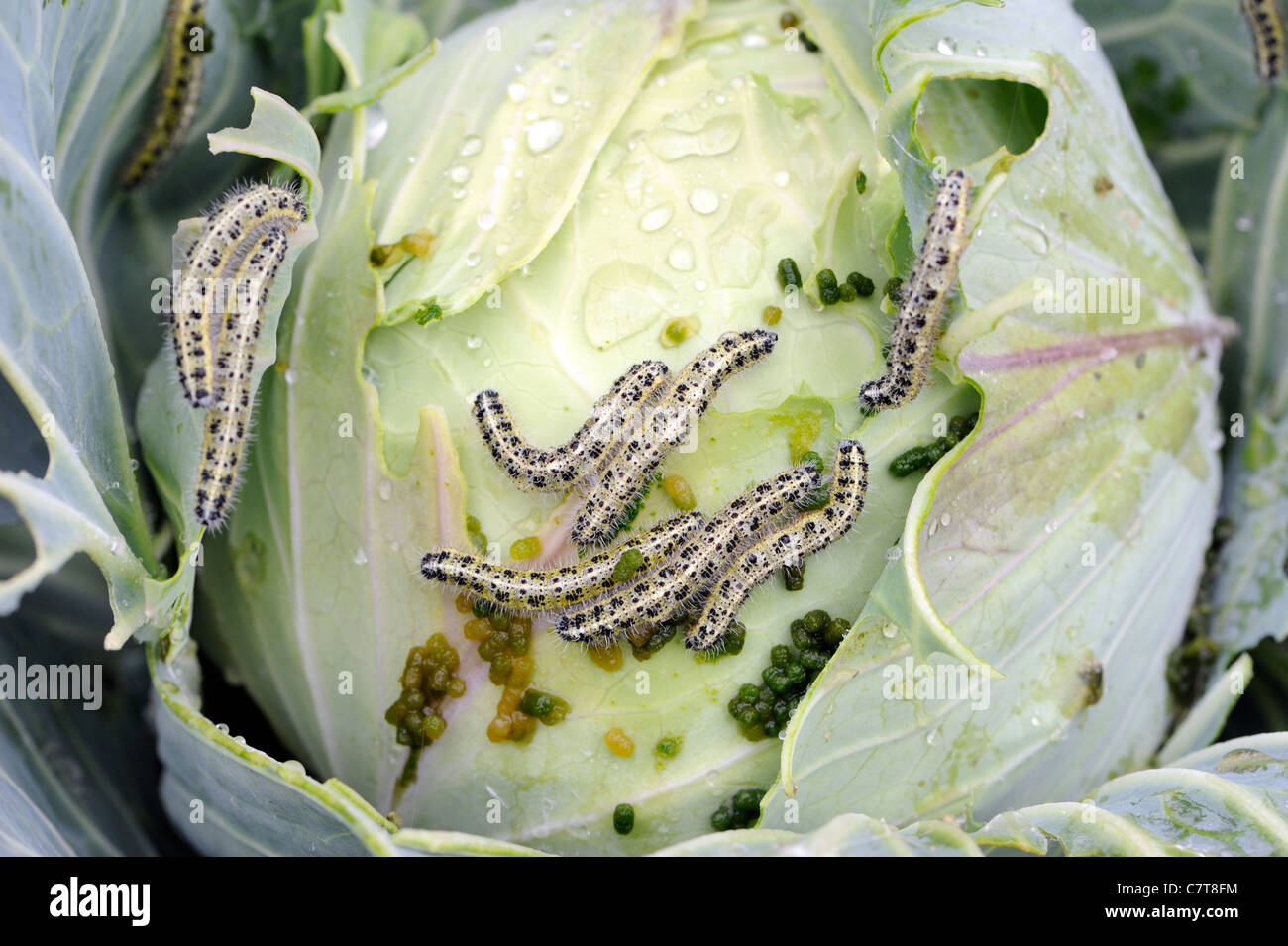 A cabbage is spoiled by an infestation of caterpillars in a mixed flower and vegetable garden.  Sumar, Nubra Valley, Ladakh, Stock Photo