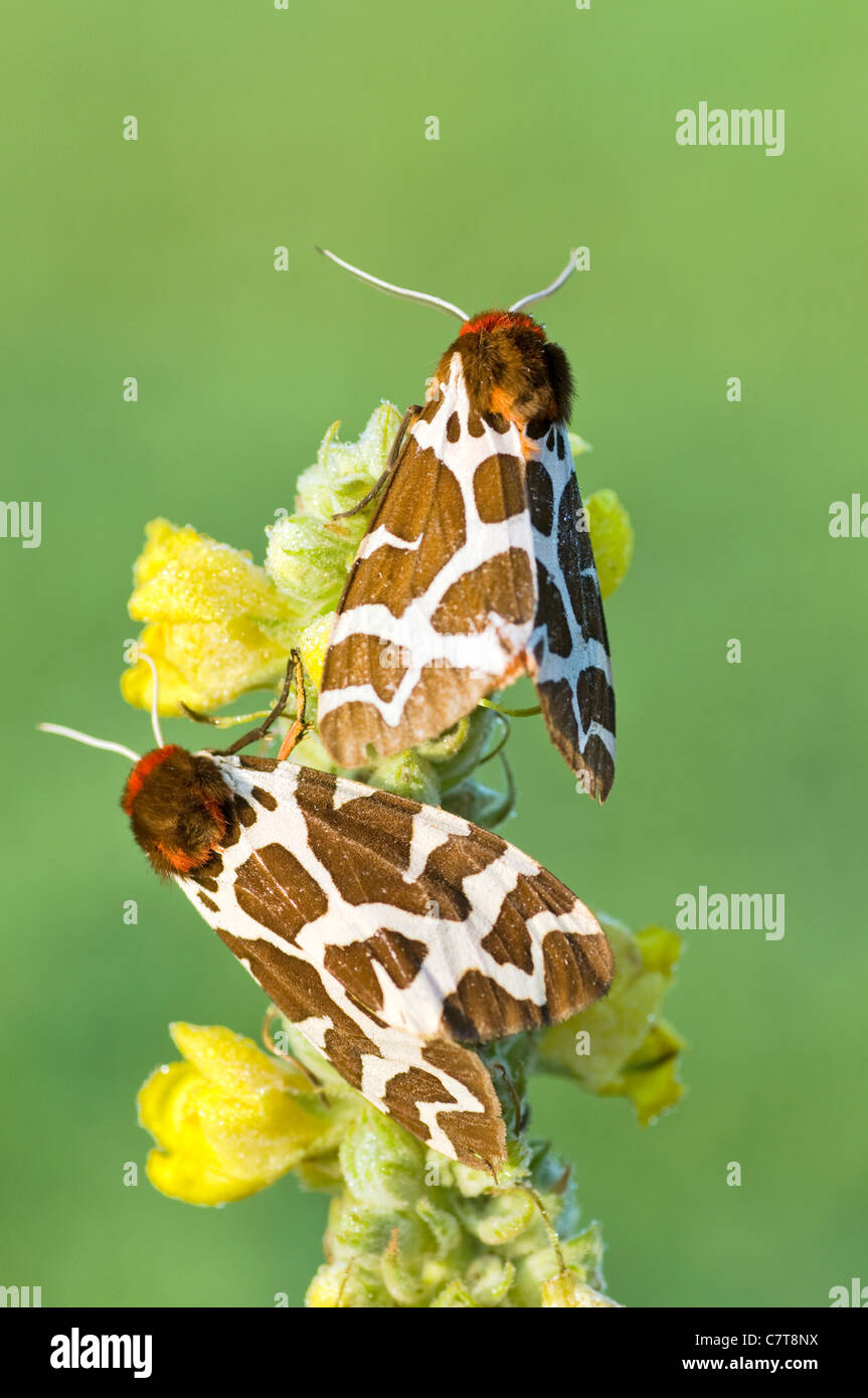 European Butterflies- Garden tiger moth - Arctia caja Stock Photo