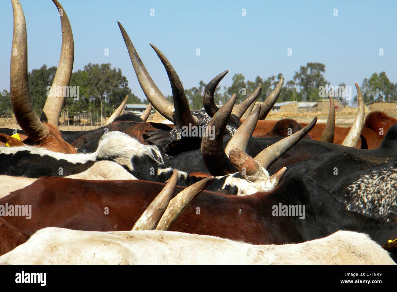 Ethiopia, Tigray Valley, cattle Stock Photo
