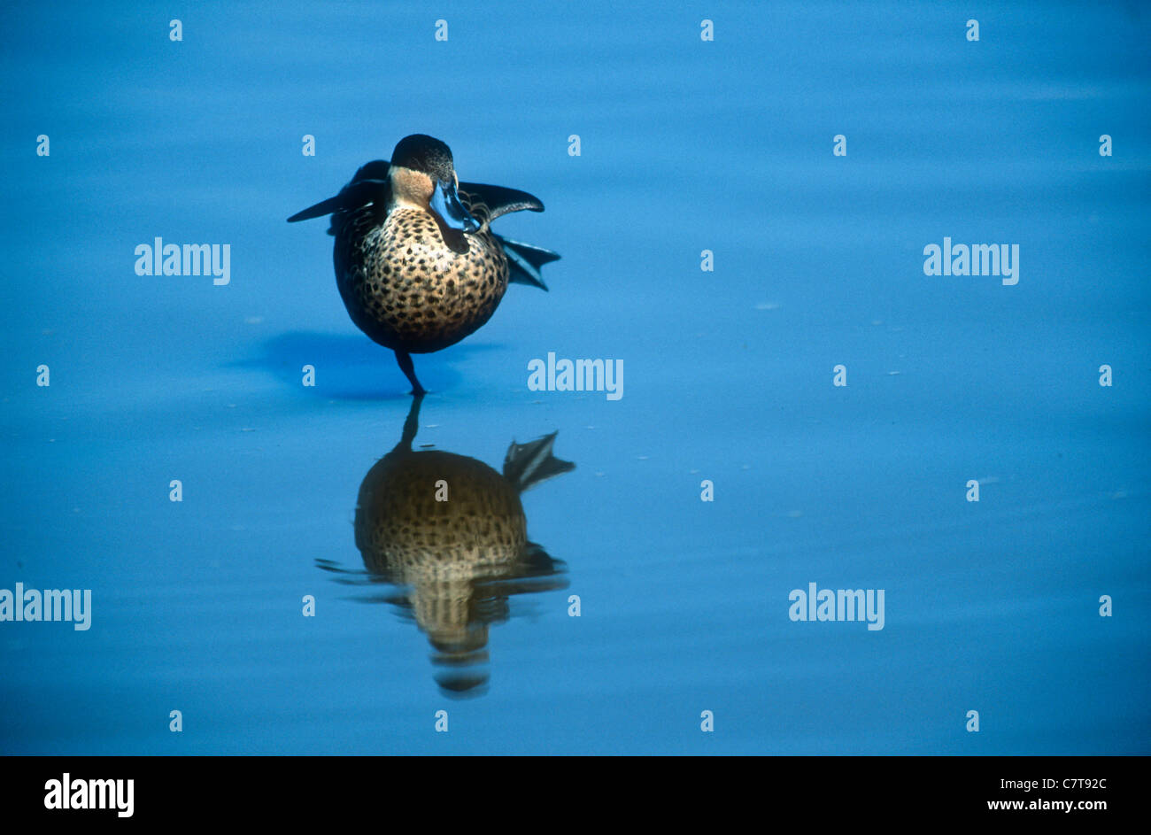 Hottentot teal, Anas hottentotus, Ngorongoro Crater, Tanzania Stock Photo