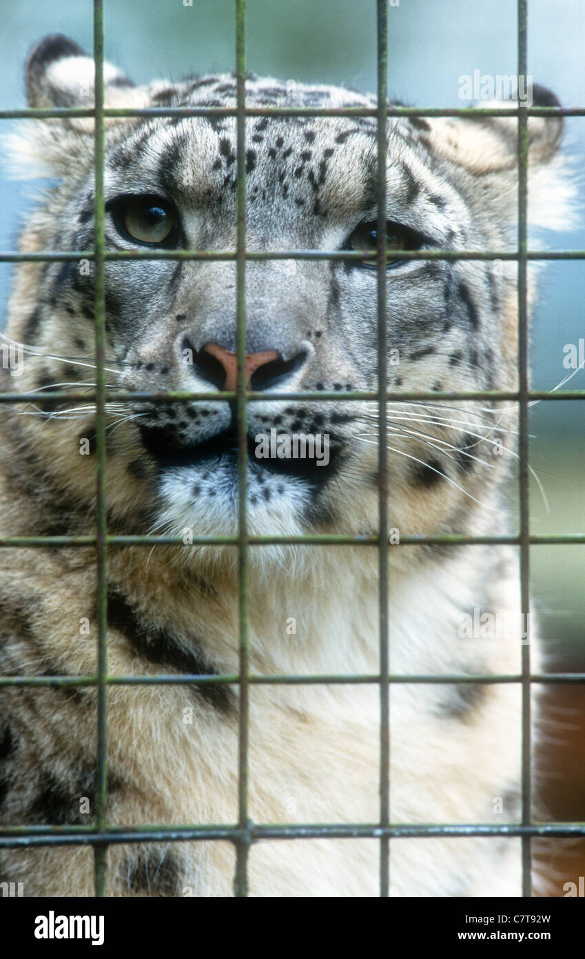 Captive Snow Leopard, Uncia uncia or Panthera uncia, Marwell Zoo, England. Stock Photo