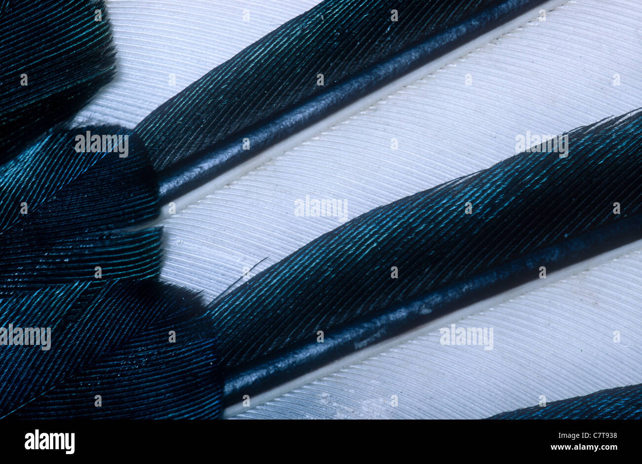 Magpie feather Stock Photo - Alamy
