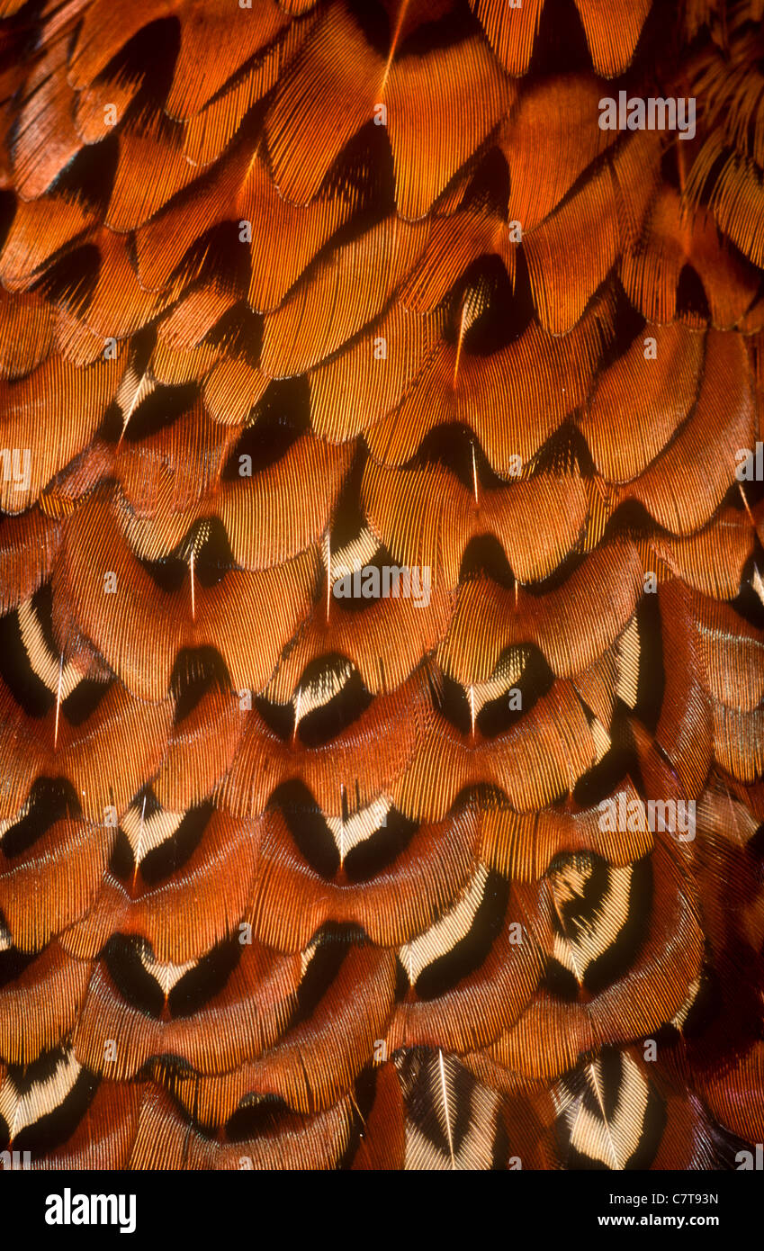 Pheasant feathers Stock Photo