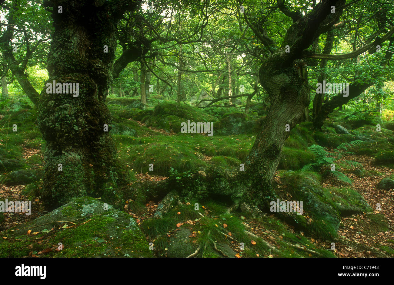 Ancient oak woodland, Padley Gorge Derbyshire Peak District National Park Stock Photo