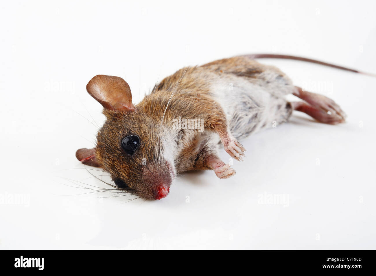 Dead Mice High Resolution Stock Photography and Images Alamy
