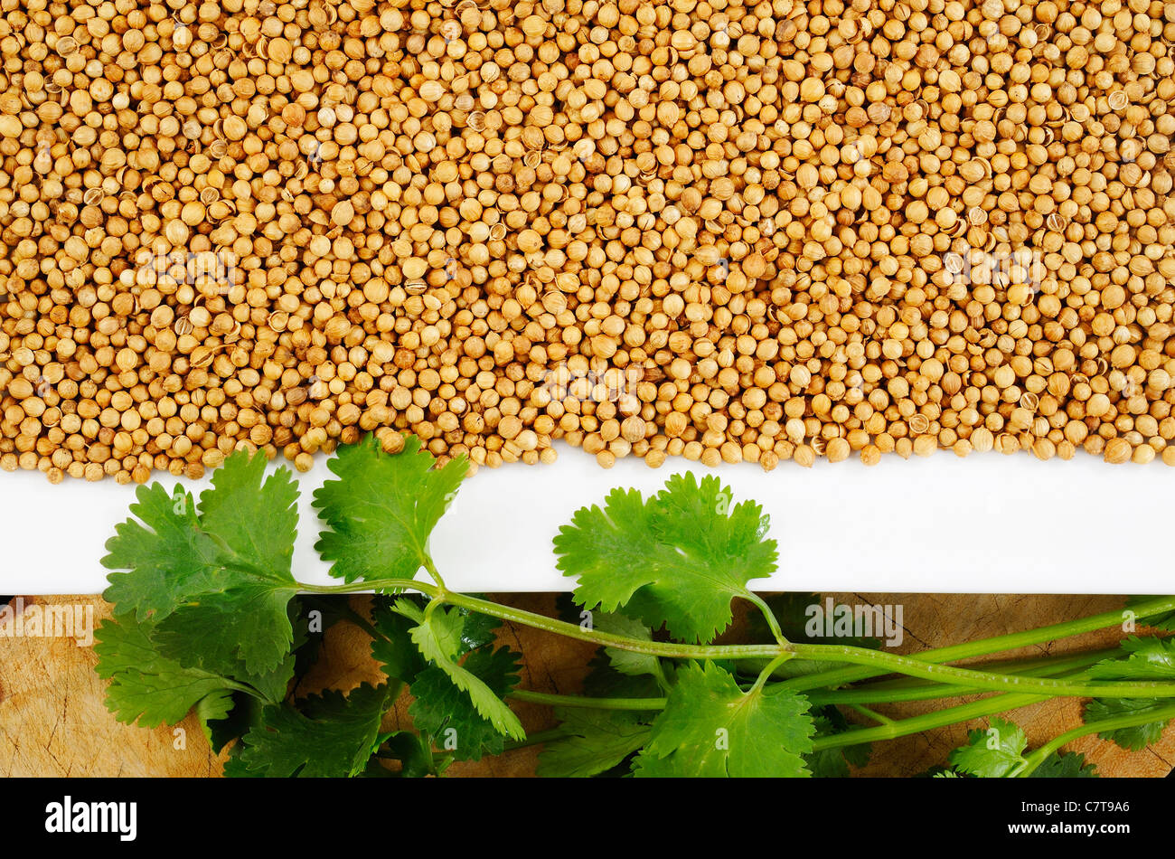 many coriander seeds Stock Photo