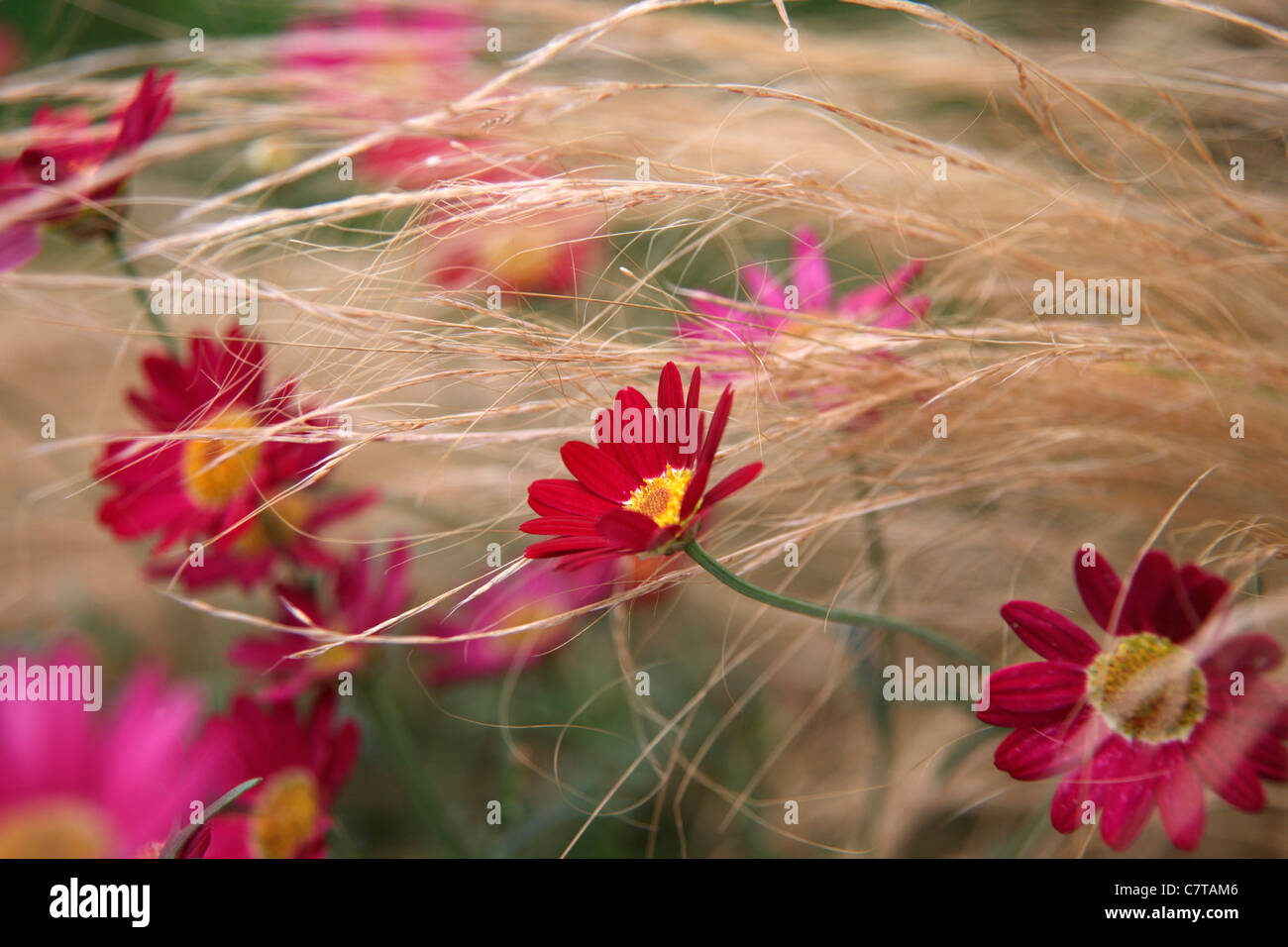 Argyranthemum 'Madiera Red' with Stipa tenuissima Stock Photo
