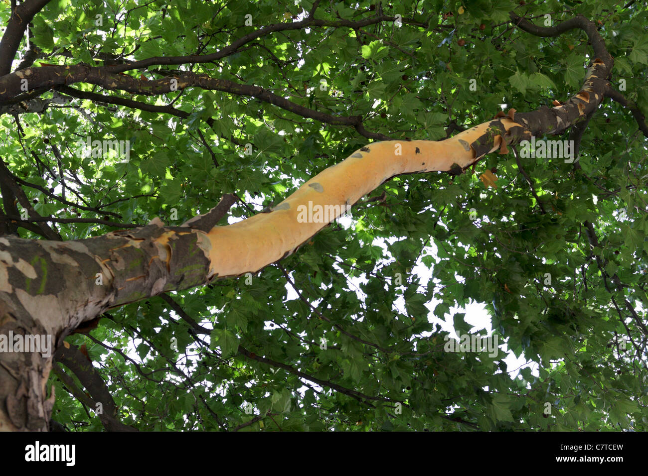 LONDON PLANE TREE, seen here in Sloane Square is a branch shedding it`s