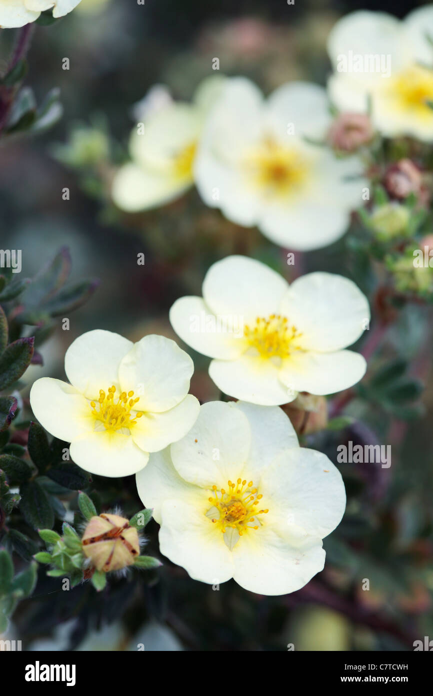 Potentilla Fruticosa 'Primrose Beauty' Stock Photo