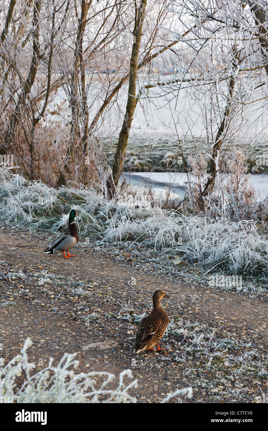 Ducks next to a frozen lake in the Cotswold Water Park Stock Photo