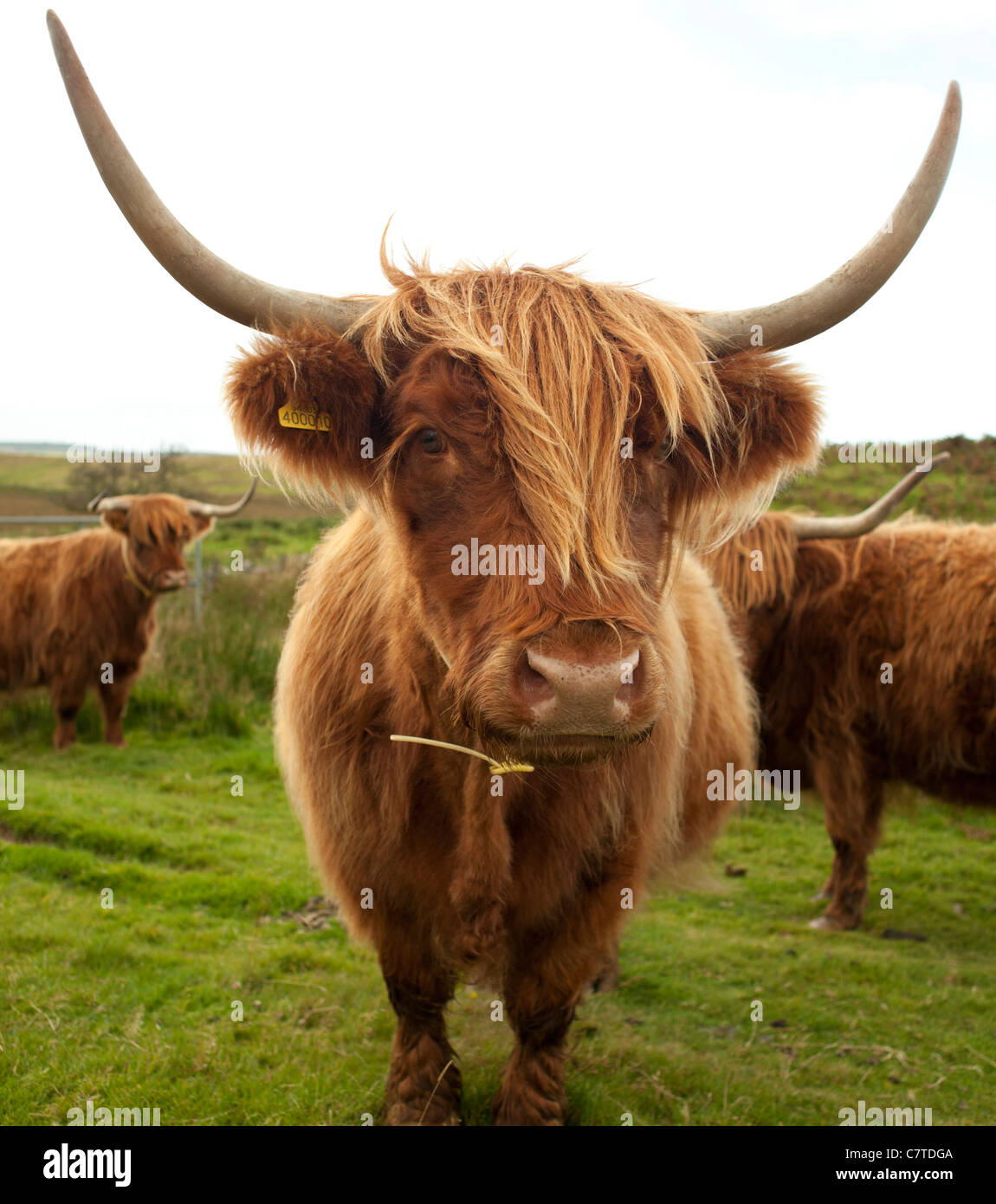 Hardy Highland cattle or kyloe with log horns and red brown coat at Kilhern on the Southern Upland Way, Galloway, Scotland Stock Photo