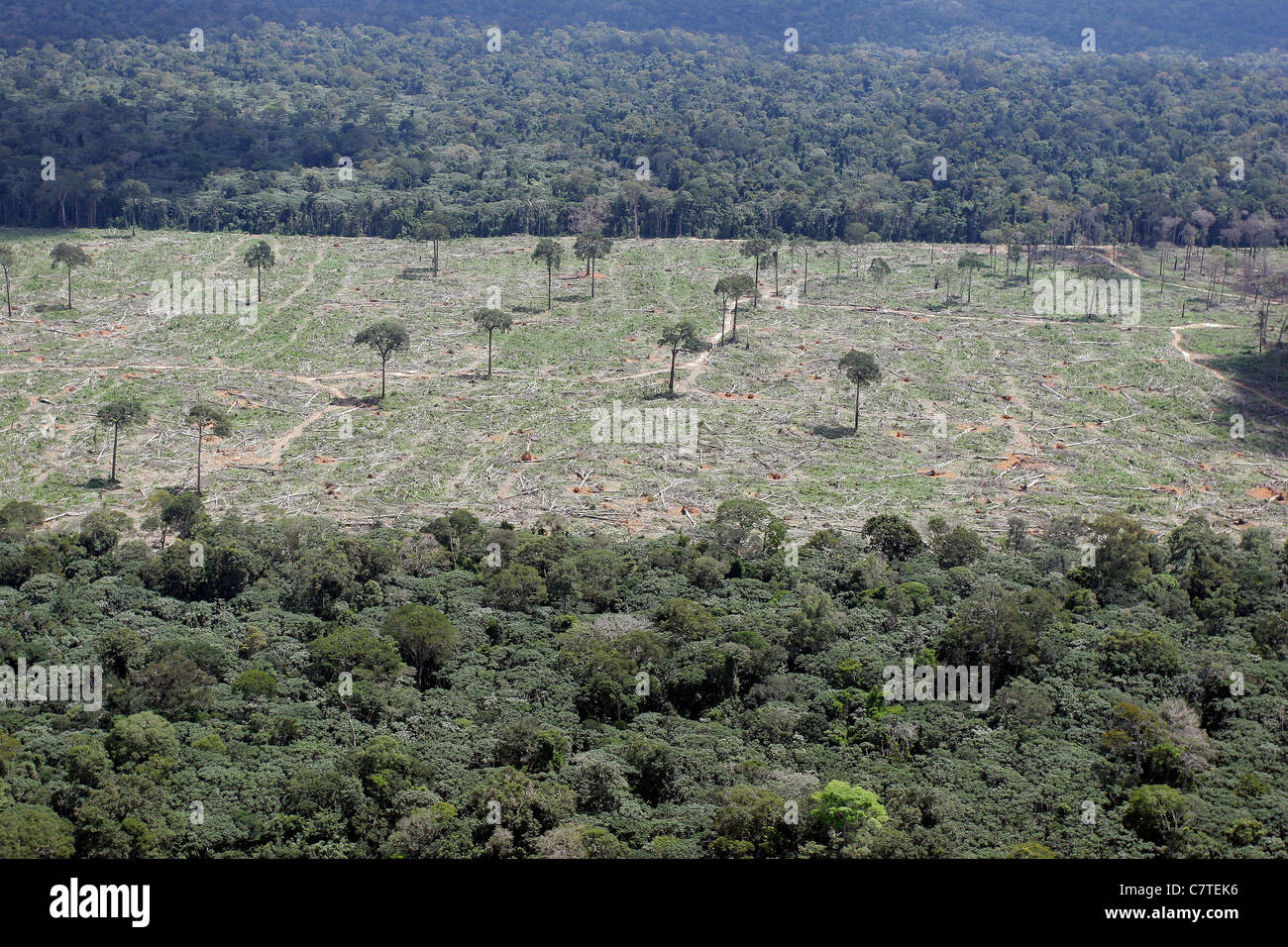 Aerial view Amazon rain forest clearance for agriculture Isolated Brazil nut trees sentenced to death Fallen trees Deforestation Stock Photo