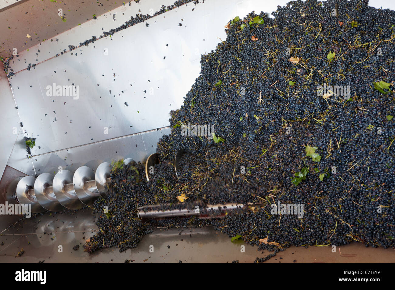 Wine production in France Stock Photo Alamy