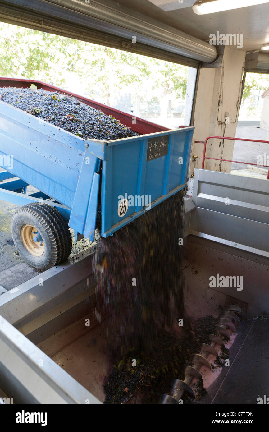 Wine production in France Stock Photo Alamy