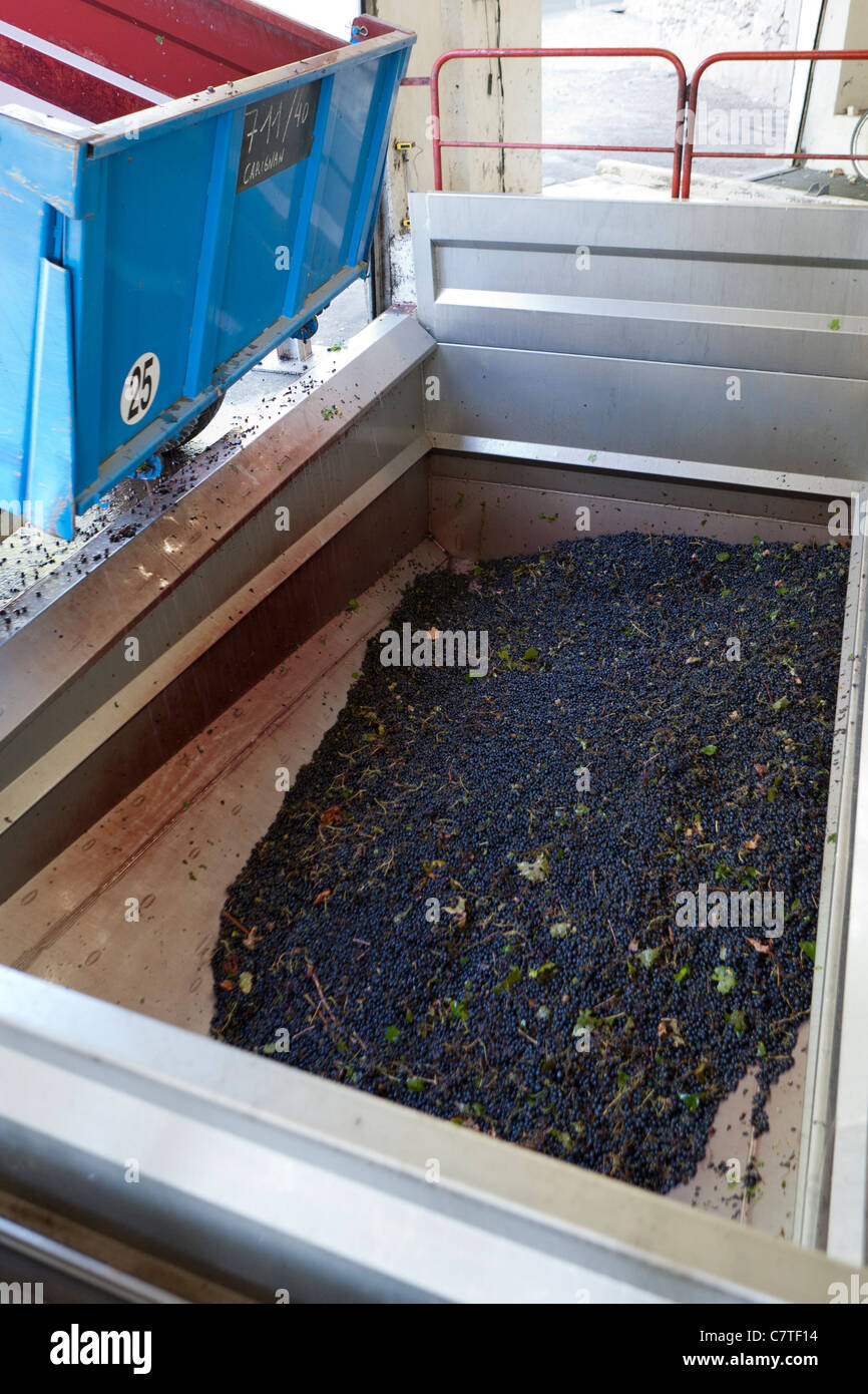 Wine production in France Stock Photo Alamy