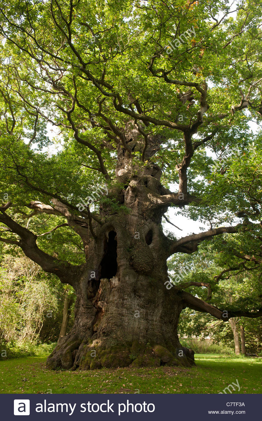 Oak Tree Grove Stock Photos & Oak Tree Grove Stock Images Alamy