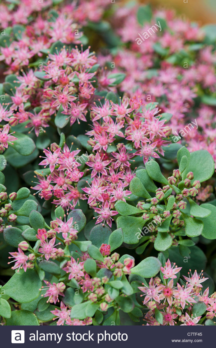 stonecrop Sedum cyaneum Rose Carpet fall autumn flower deciduous Stock