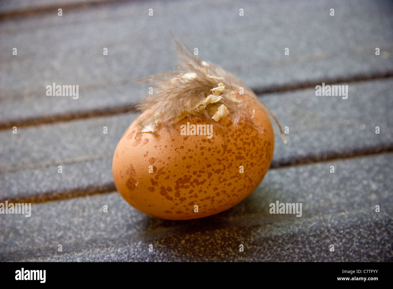 Free range chicken egg with a feather on it Stock Photo - Alamy