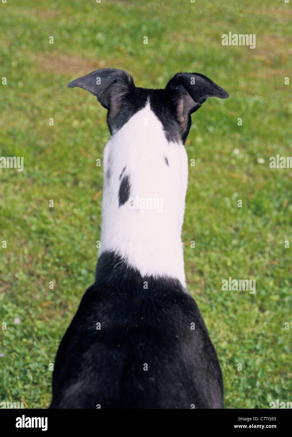 GREYHOUND REAR VIEW Stock Photo Alamy