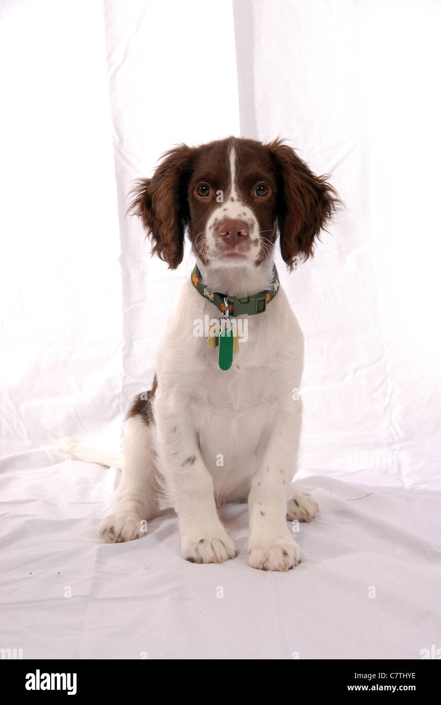 3 month old springer spaniel