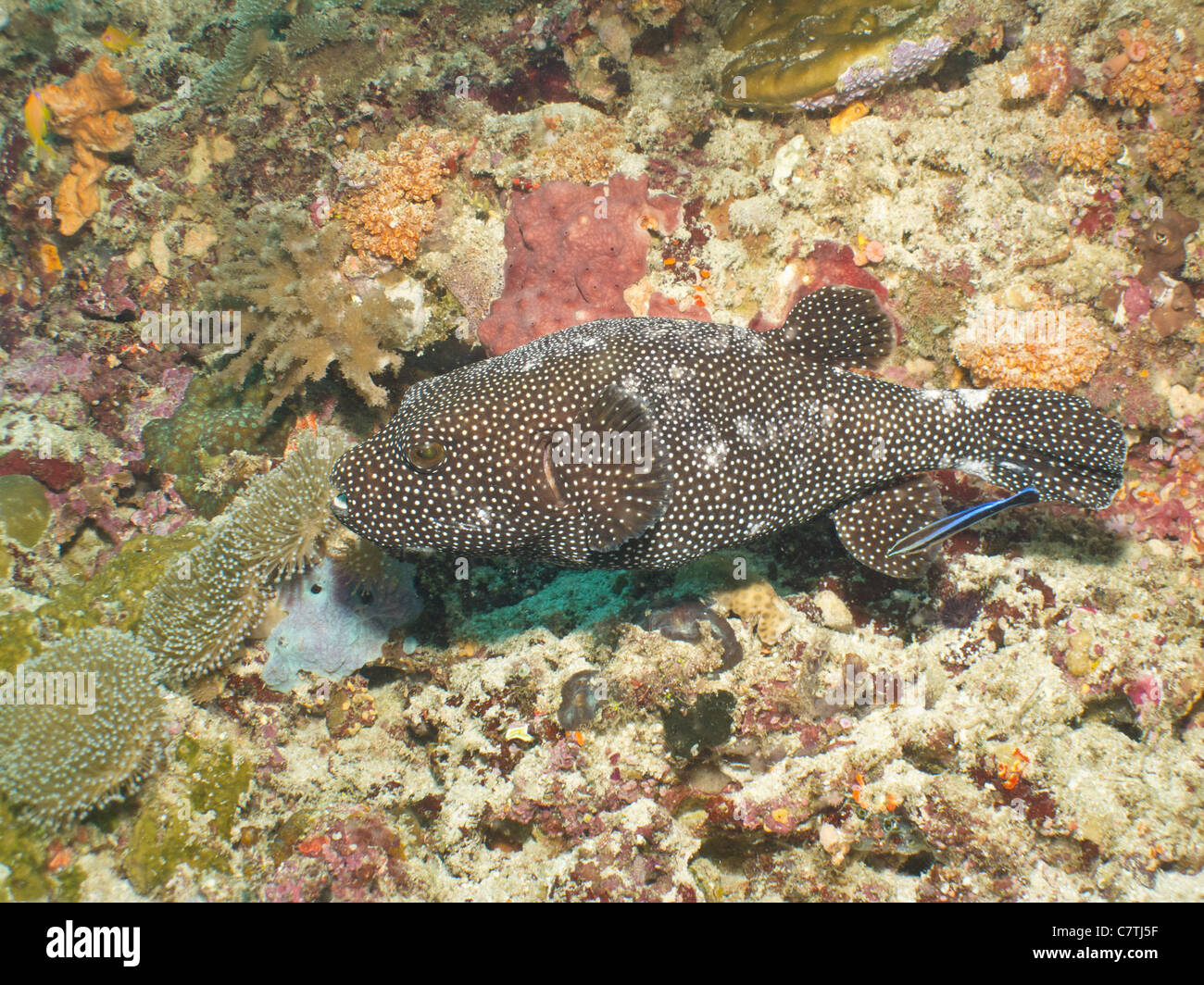 Guineafowl Puffer on cleaning station Stock Photo