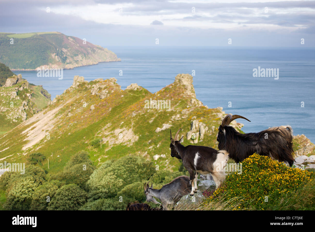 Wild goats roaming the clifftops at Valley of Rocks, Exmoor National Park, Devon, England. Summer (August) 2009 Stock Photo