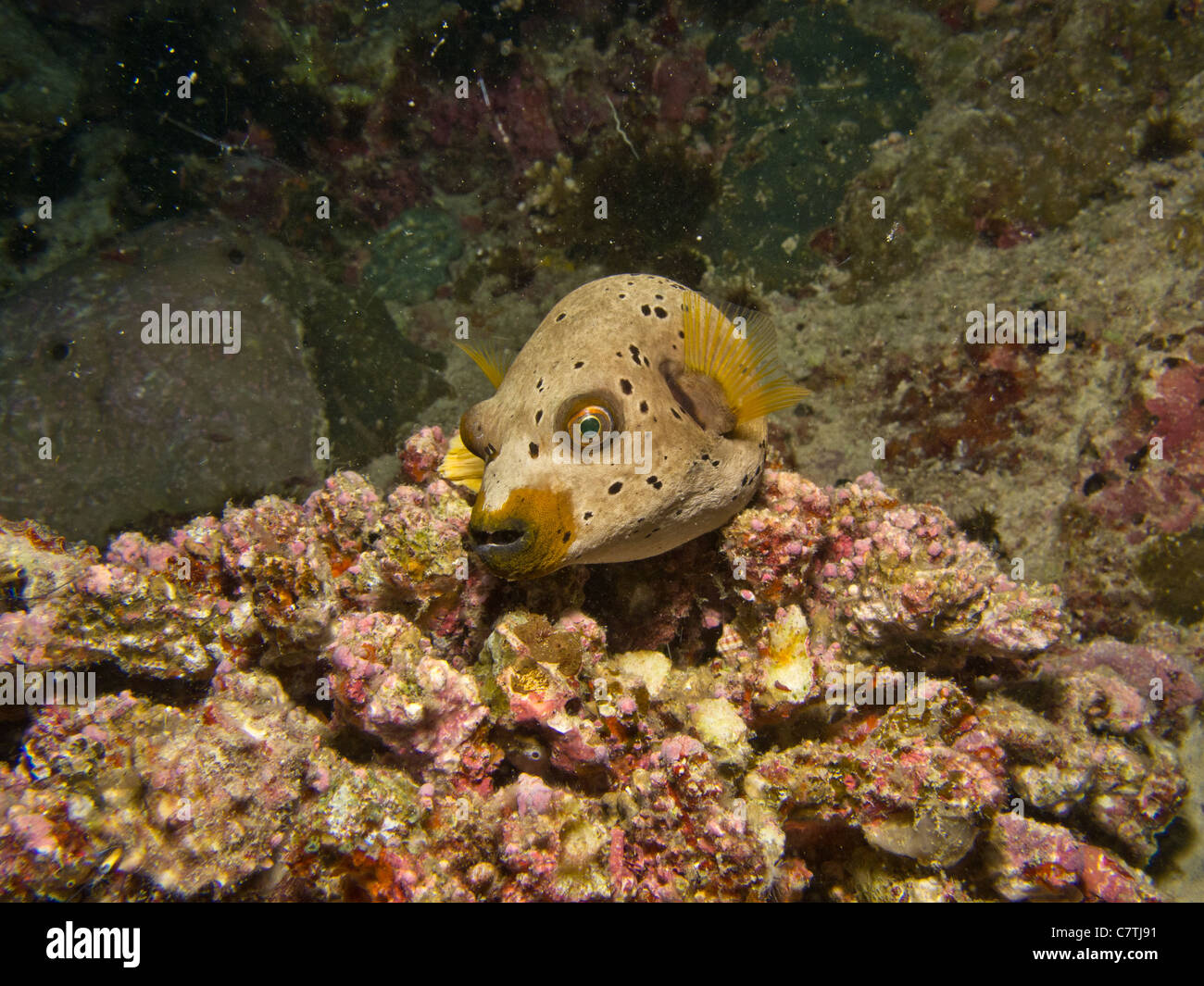 Black-spotted Puffer slowly moving on the reef Stock Photo
